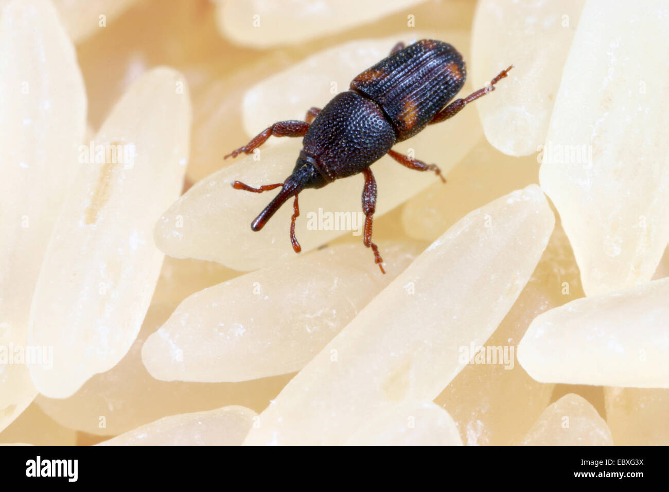 Reis Rüsselkäfer (Sitophilus Oryzae) auf Reiskörner, Deutschland Stockfoto