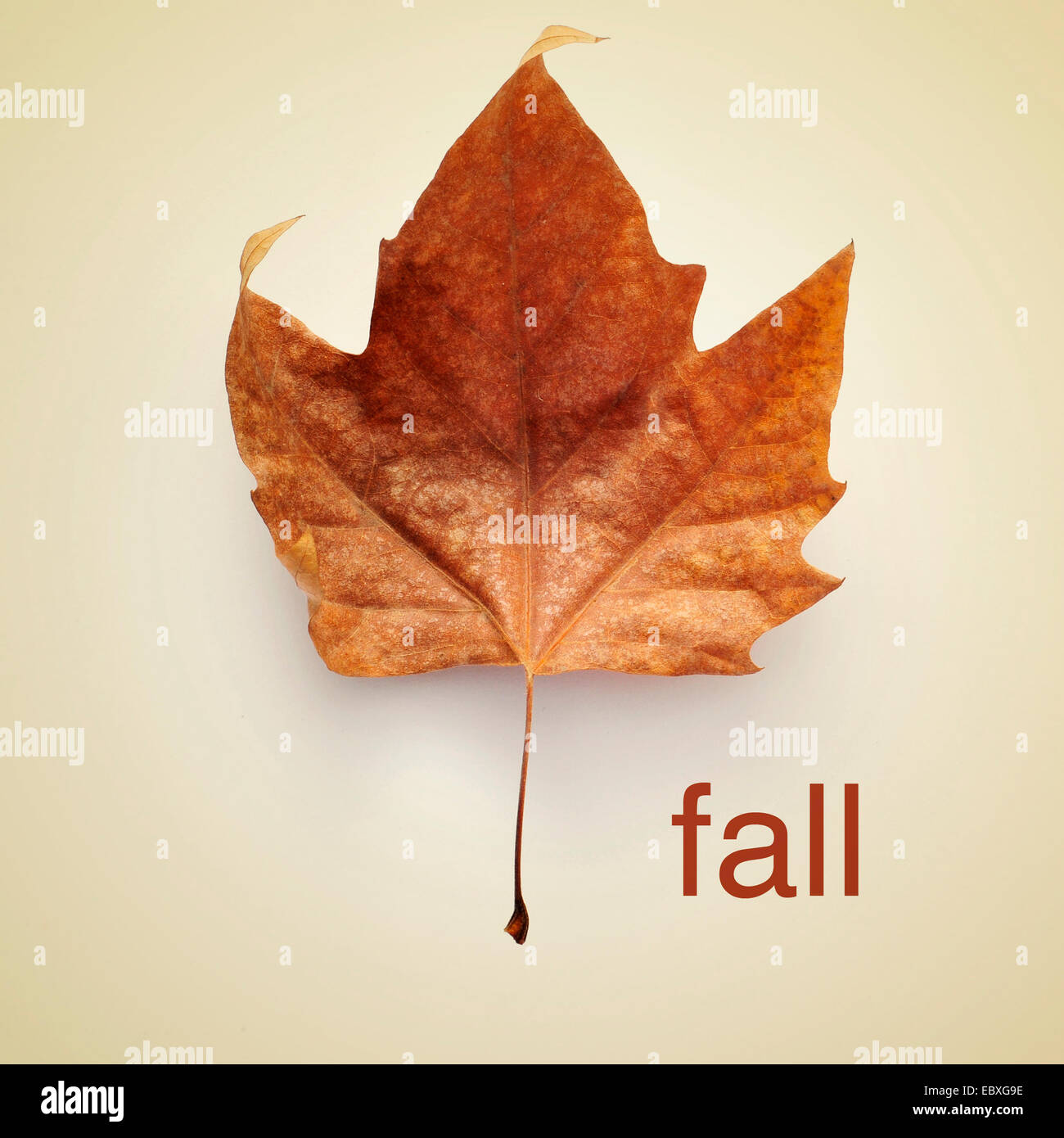Bild von getrockneten Blättern und das Wort fallen mit einem Retro-Effekt Stockfoto