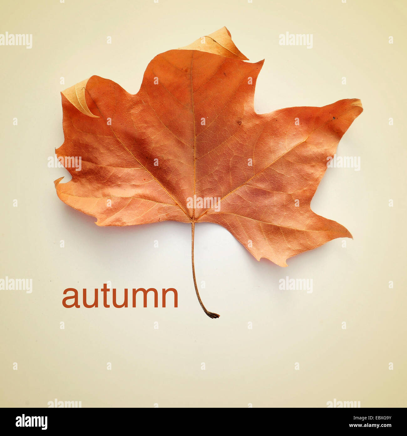 Bild von getrockneten Blättern und das Wort Herbst mit einem Retro-Effekt Stockfoto