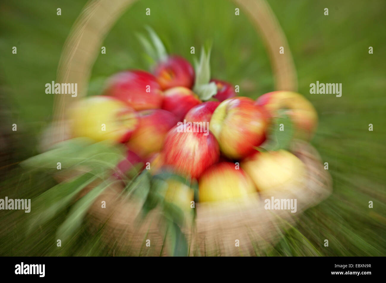Äpfel in einem Korb, Apfelernte Stockfoto