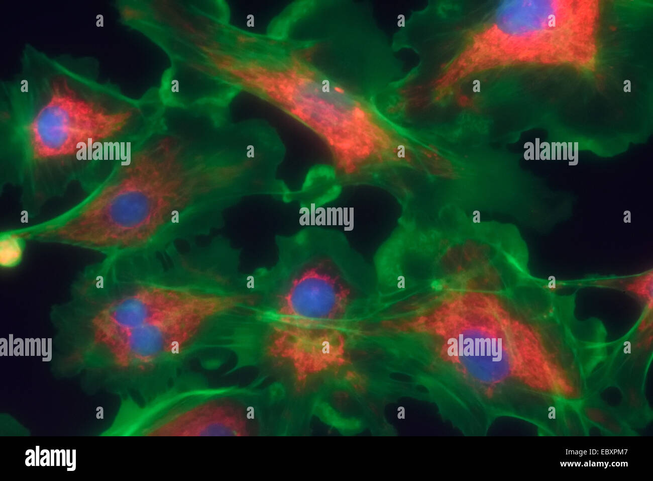 Beschäftigt, Mitochondrien und Kerne in Fibroblastenzellen Stockfoto