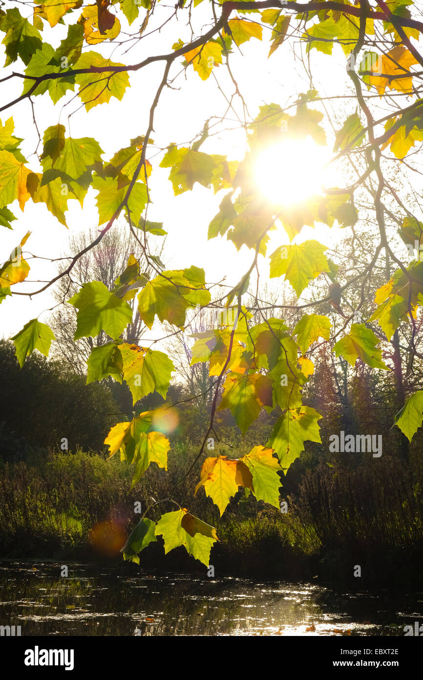 Sonne auf Rückseite beleuchteten Blätter im Herbst Stockfoto