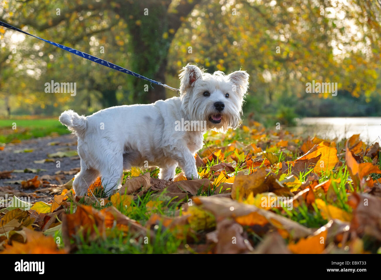 West Highland Terrier im goldenen Herbst Blätter Stockfoto