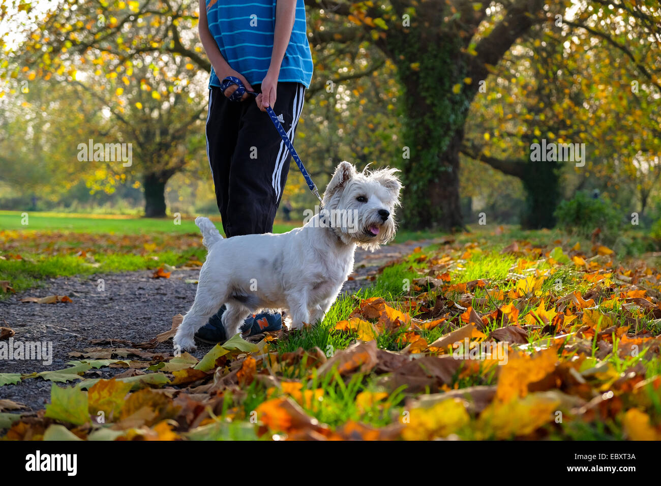 Ein Junge findet ein West Highland Terrier für einen Spaziergang im Herbst Blätter Stockfoto