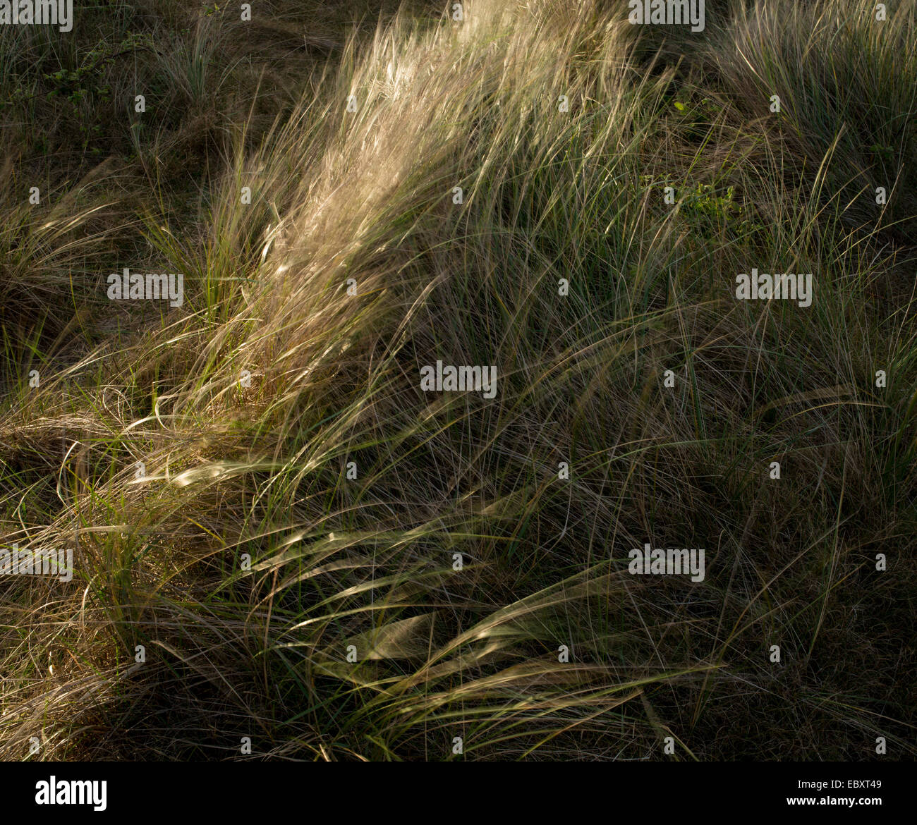 Eine Studie über die Dünen und Wiesen in Winterton am Meer, Norfolk, England Stockfoto