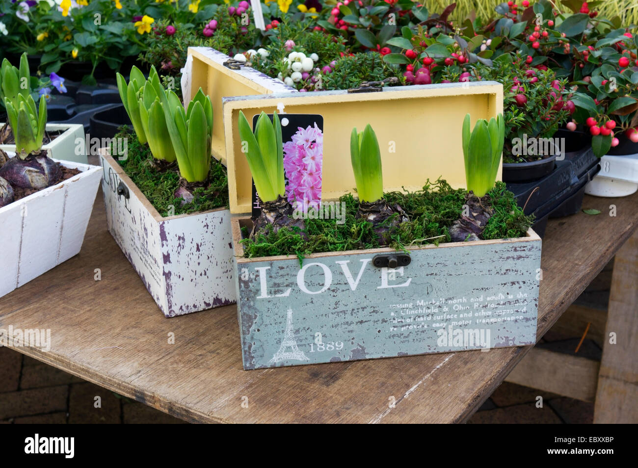 Hyazinthen auf einem Marktstand Blumen in Präsentationsboxen anzeigen oder geben als Geschenk verpackt. Stockfoto