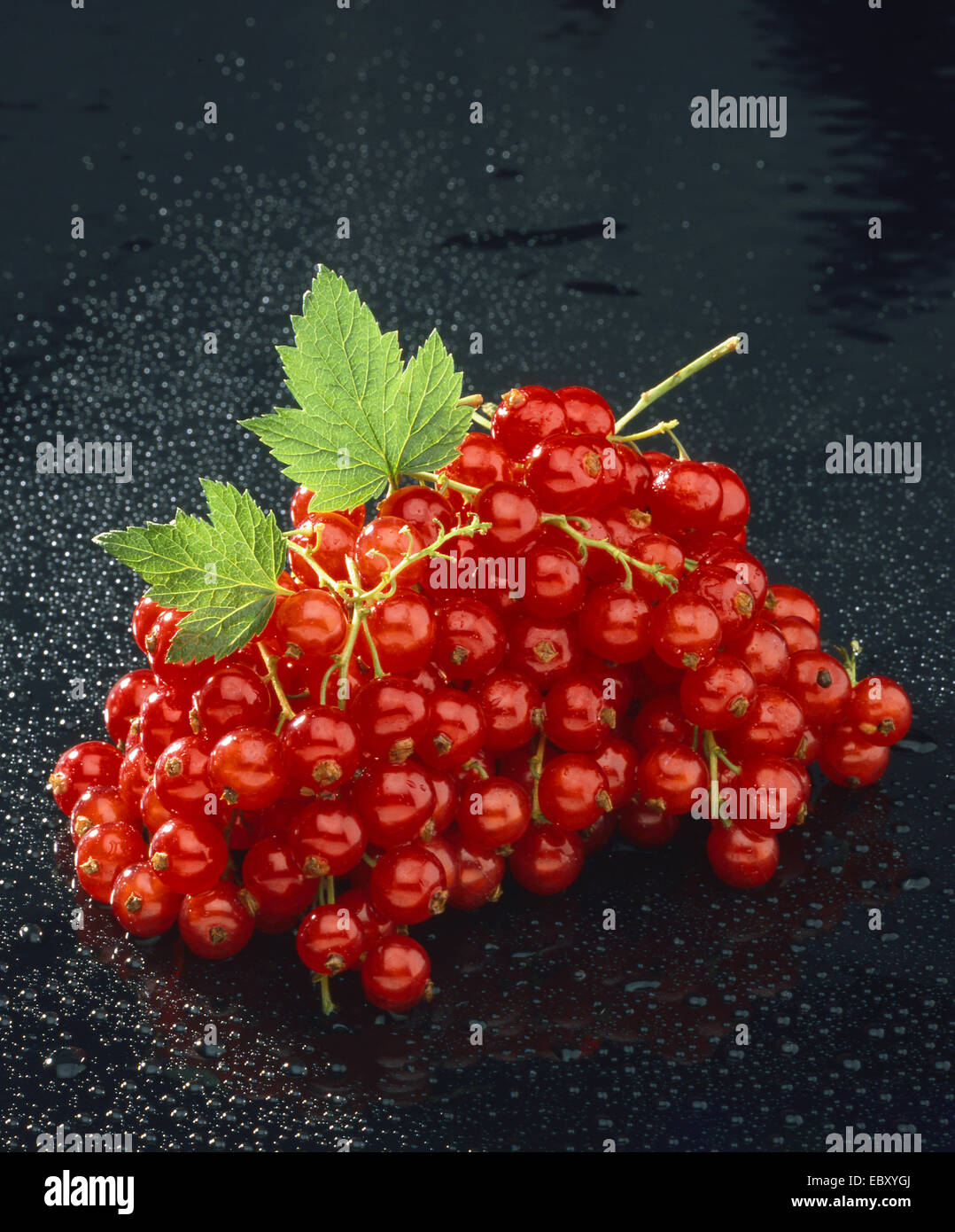 nördliche rote Johannisbeere (Ribes Rubrum), Fruchtstand Stockfoto
