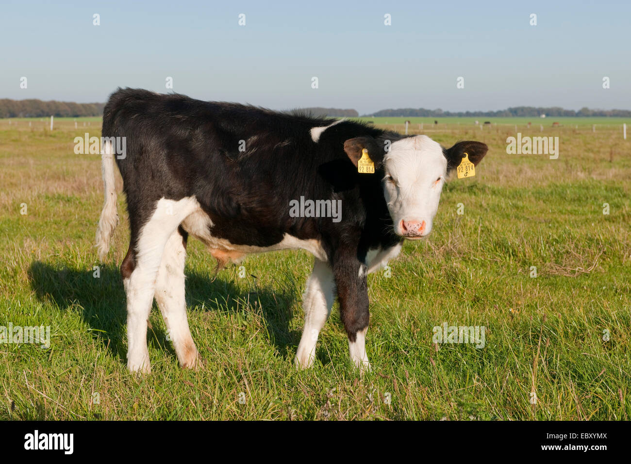 Hausrind (Bos Primigenius Taurus), ein schwarz-weiß Stier-Kalb, stehend auf einer Wiese, Bakenberg, Rügen Stockfoto