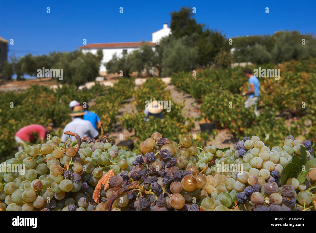 Ernte Pedro Ximenez Wein Trauben, Vintage in einem Weinberg in Montilla, Montilla-Moriles Bereich, Provinz Córdoba, Andalusien Stockfoto