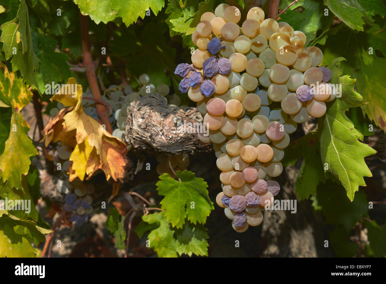 Pedro Ximenez Trauben, Montilla, Montilla-Moriles Zone, Provinz Córdoba, Andalusien, Spanien, Europa Stockfoto