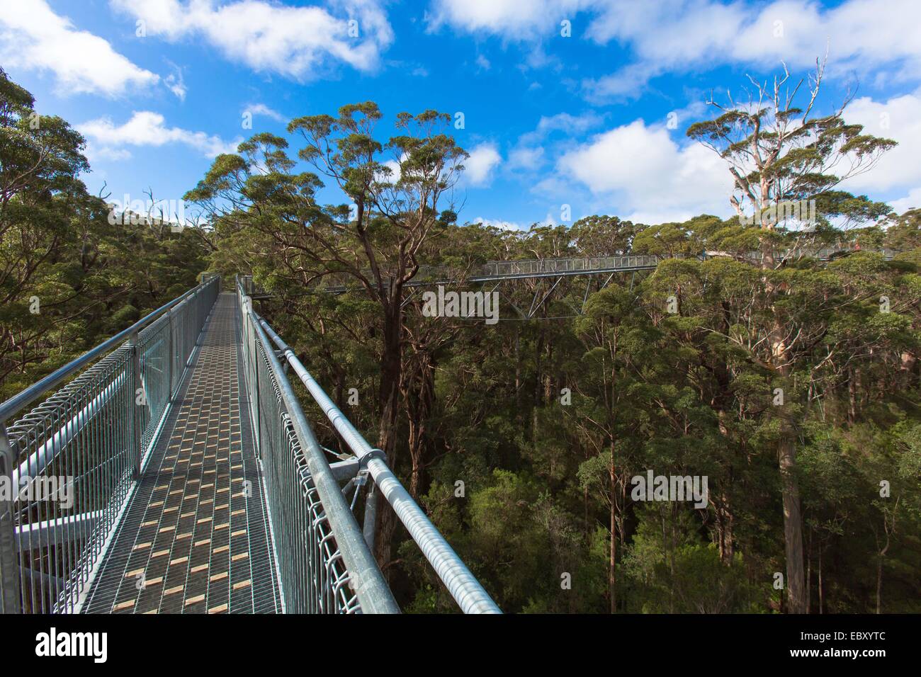 Tree Top Spaziergang im Tal der Giganten Stockfoto