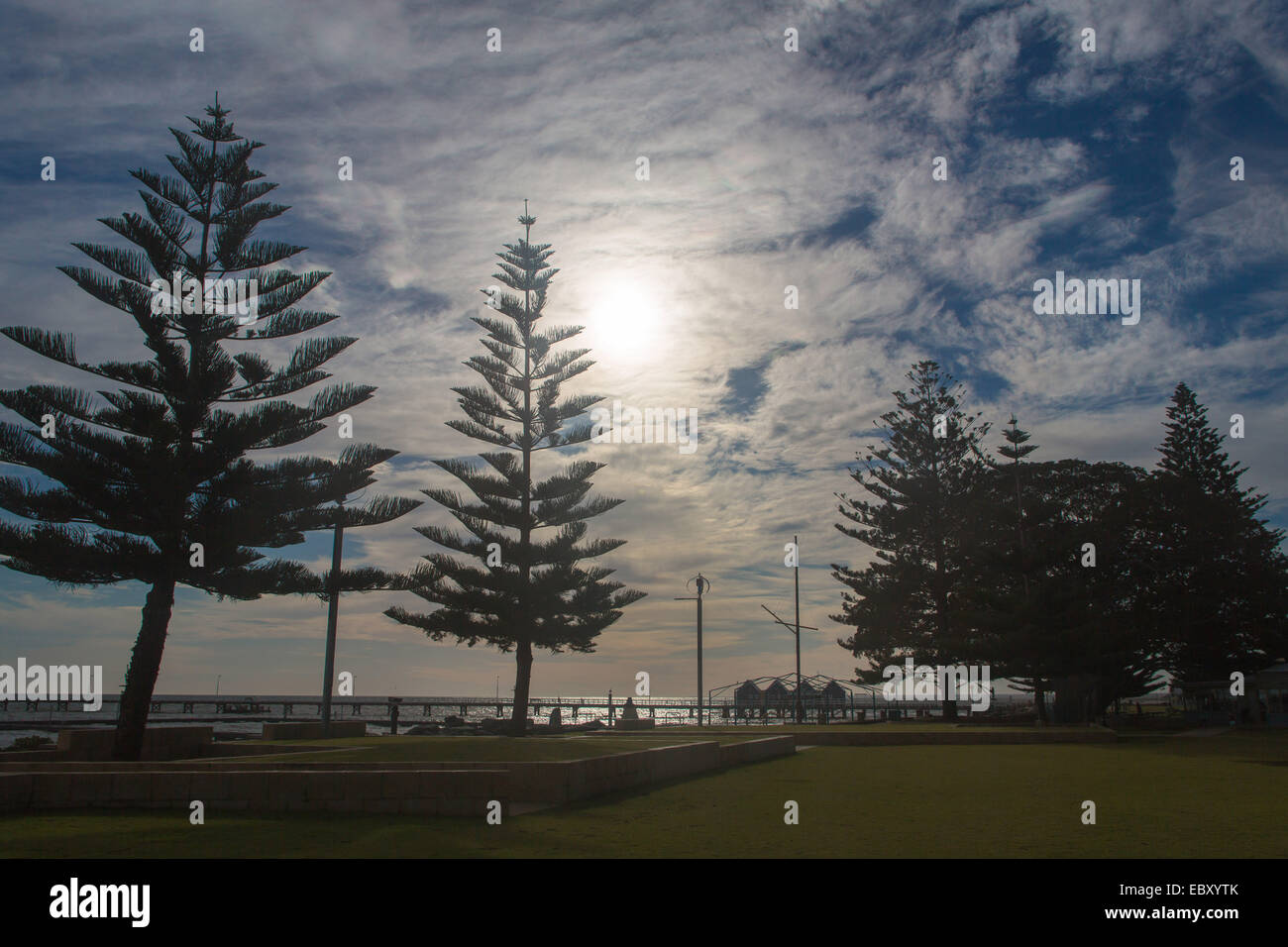 Promenade mit Monkey Puzzle, Araucaria araucana Stockfoto