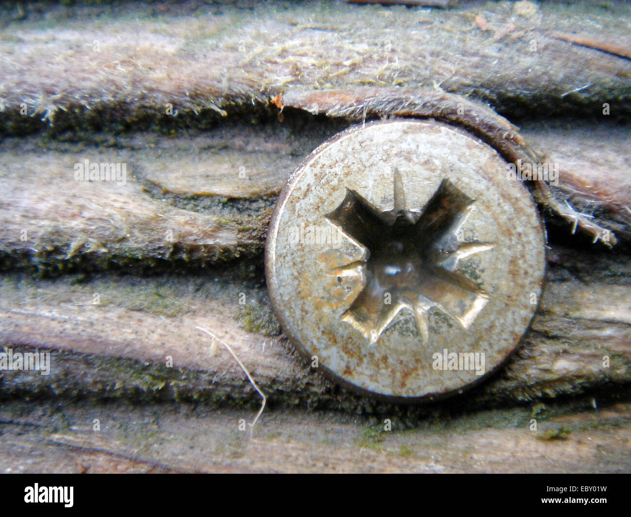 eingelassene Senkkopf Flachkopf Holz Schraube Stockfoto