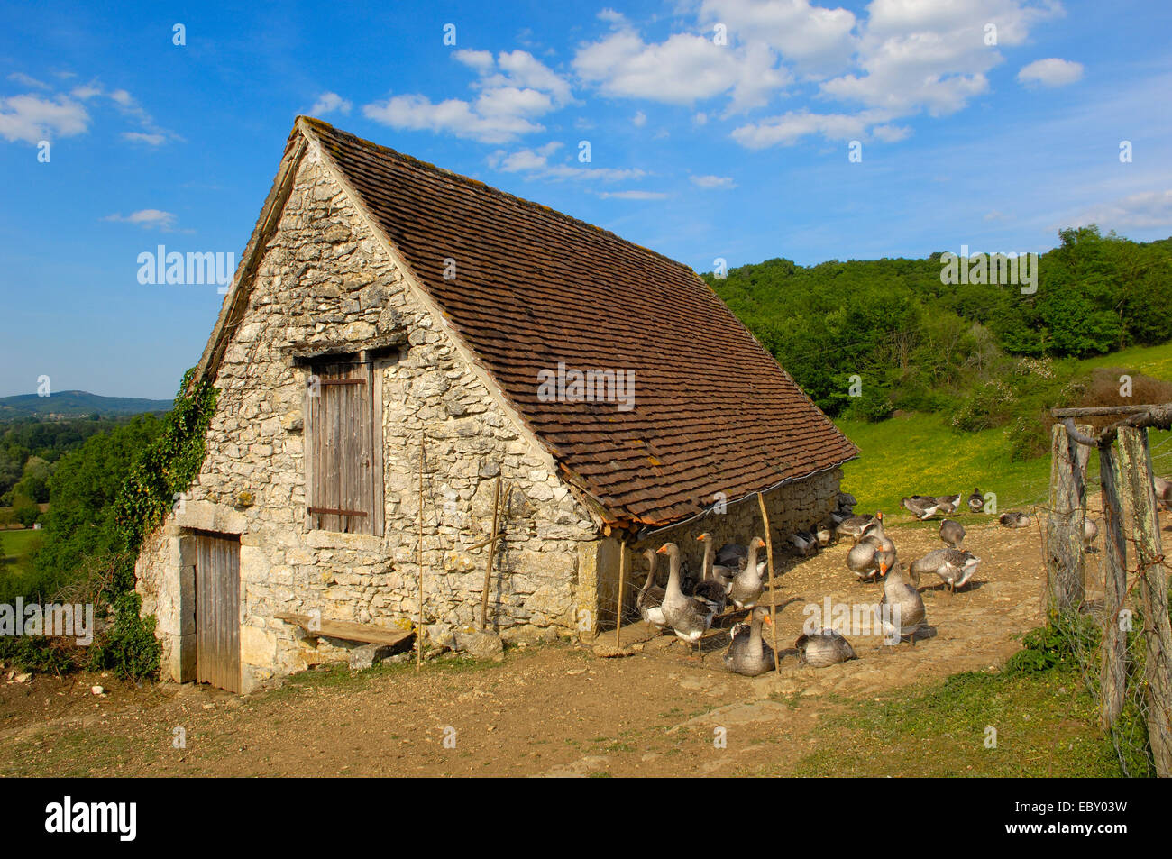 Gänse-Farm, Perigord Gänse, Belcastel, Quercy, Dordogne, Frankreich Stockfoto