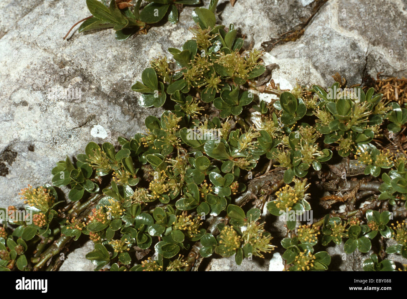Salix Serpillifolia (Salix Serpillifolia, Salix Serpyllifolia), blühen, Deutschland Stockfoto