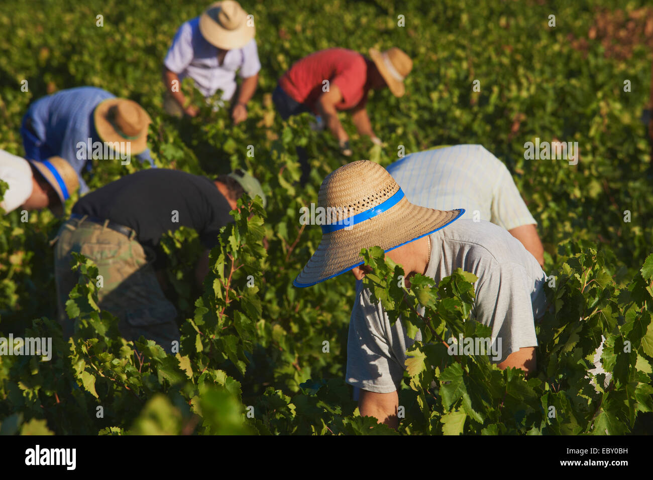 Arbeiter ernten von Pedro Ximenez Weintrauben, Bodegas Cabriñana, Jahrgang in einem Weinberg in Montilla Montilla-Moriles Bereich Stockfoto