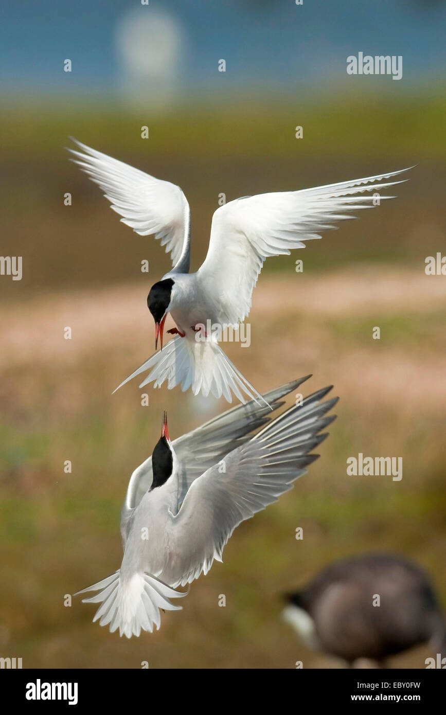 Seeschwalbe (Sterna Hirundo), zwei Vögel, die einander in der Luft, Niederlande, Texel angreifen Stockfoto