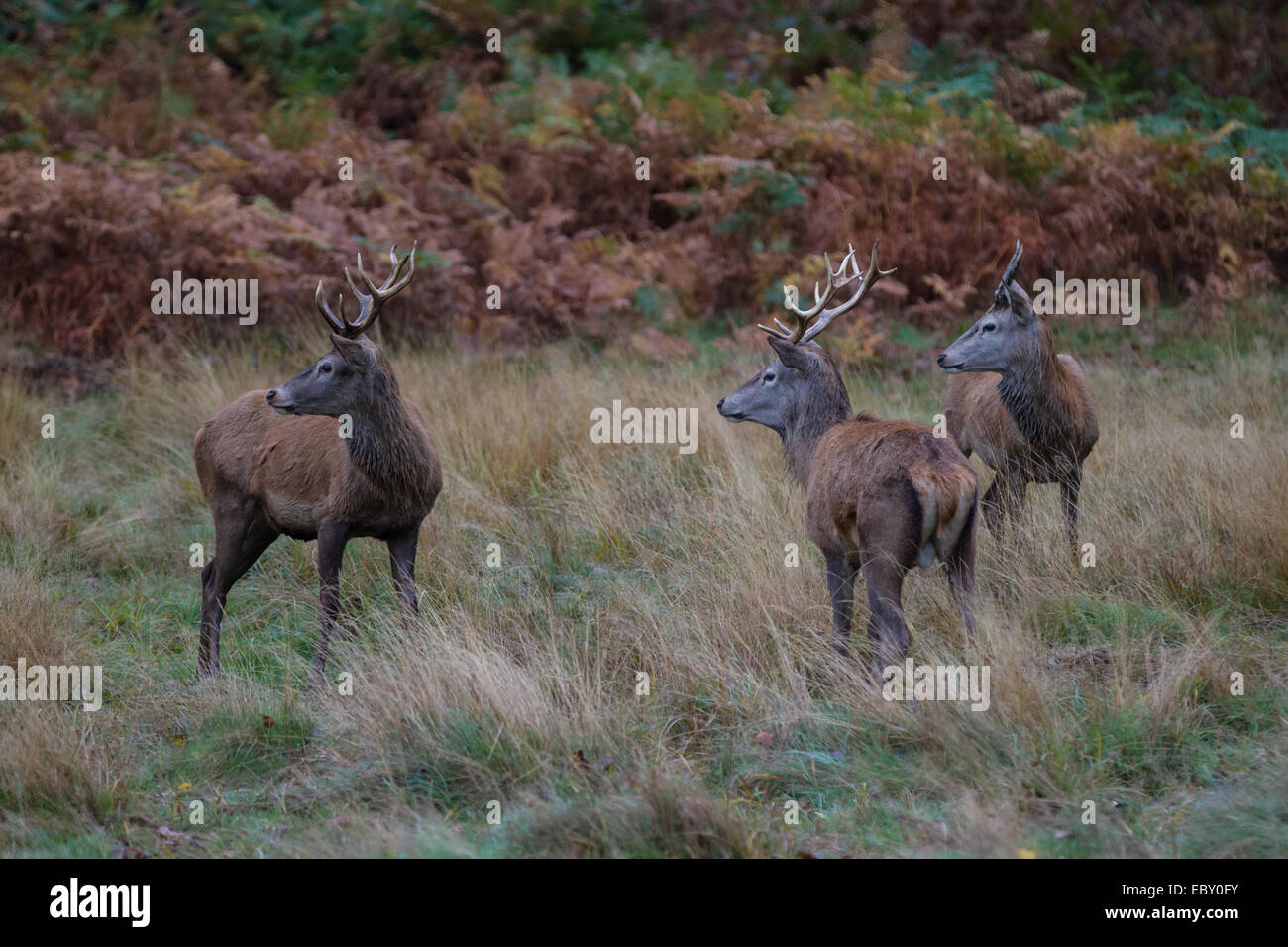 Red Deer Richmond Park Stockfoto