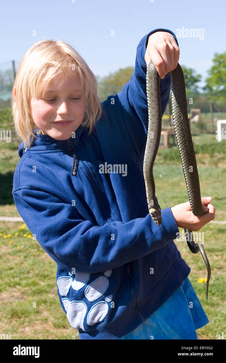 Ringelnatter (Natrix Natrix), junge mit einer Schlange in Händen, Deutschland Stockfoto