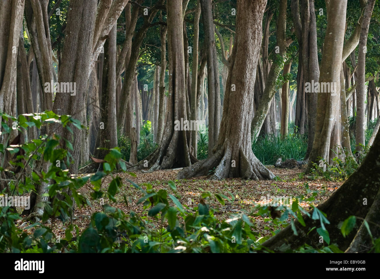 große Bäume mit Wurzeln der Strebepfeiler im tropischen Regenwald, Indien, Andamanen, Havelock Island Stockfoto