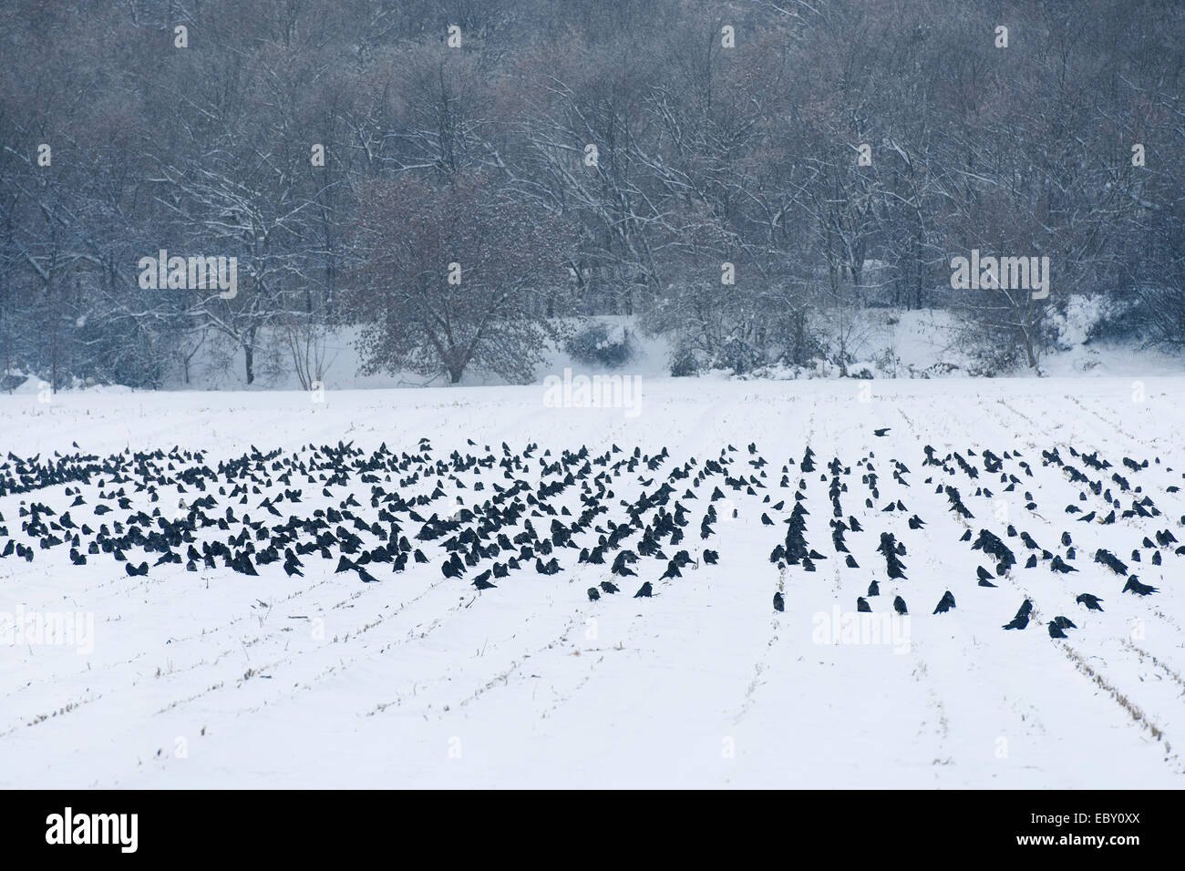Herde von Saatkrähen (Corvus Frugilegus) auf einem schneebedeckten Feld, Erfurt, Thüringen, Deutschland Stockfoto