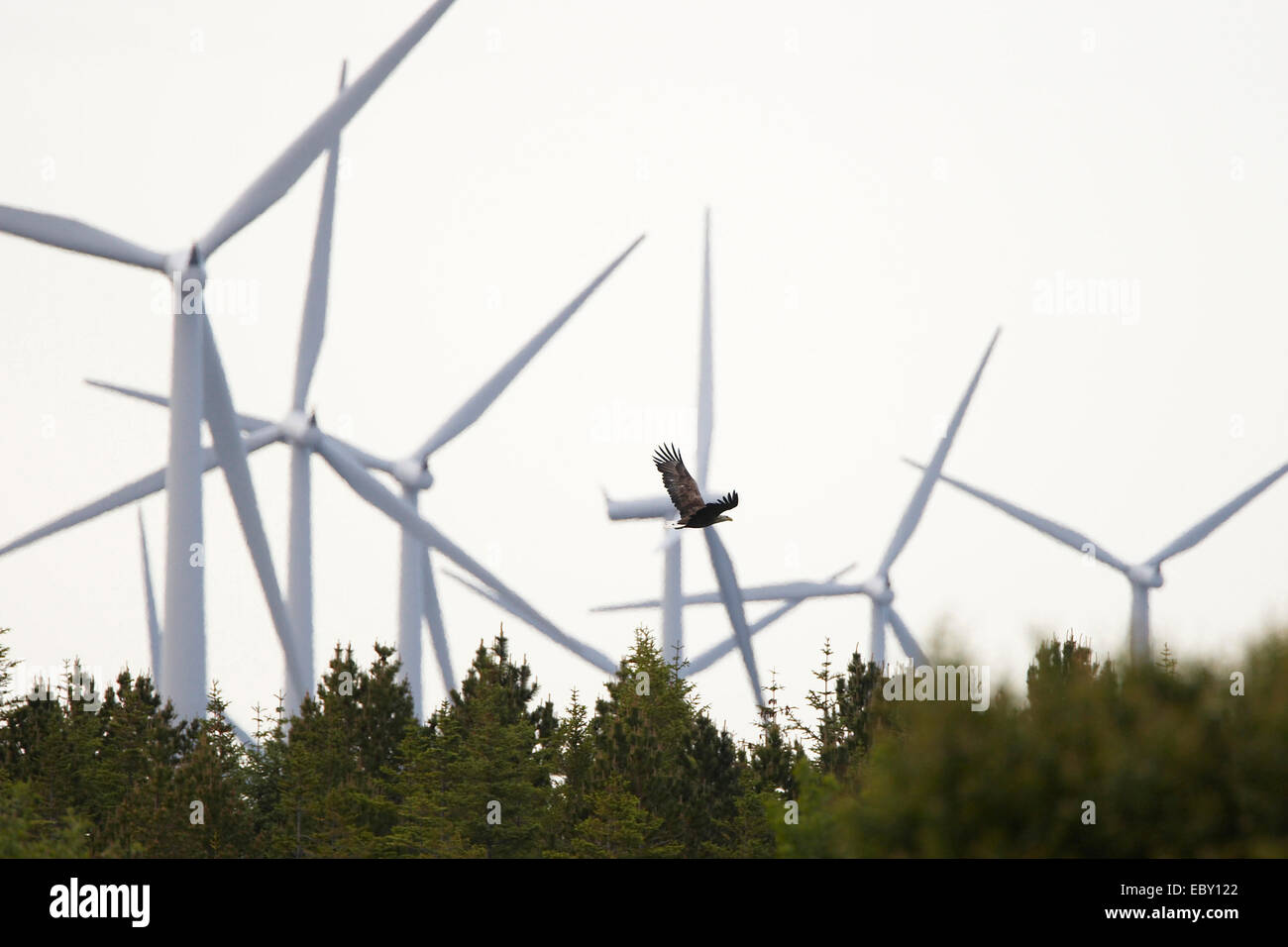 Meer Seeadler (Haliaeetus Horste), wind Energieanlage droht hinter einem Wald über dem Meer Seeadler, Norwegen, Tröndelag, Mittelnorwegen, Smola fliegt Stockfoto