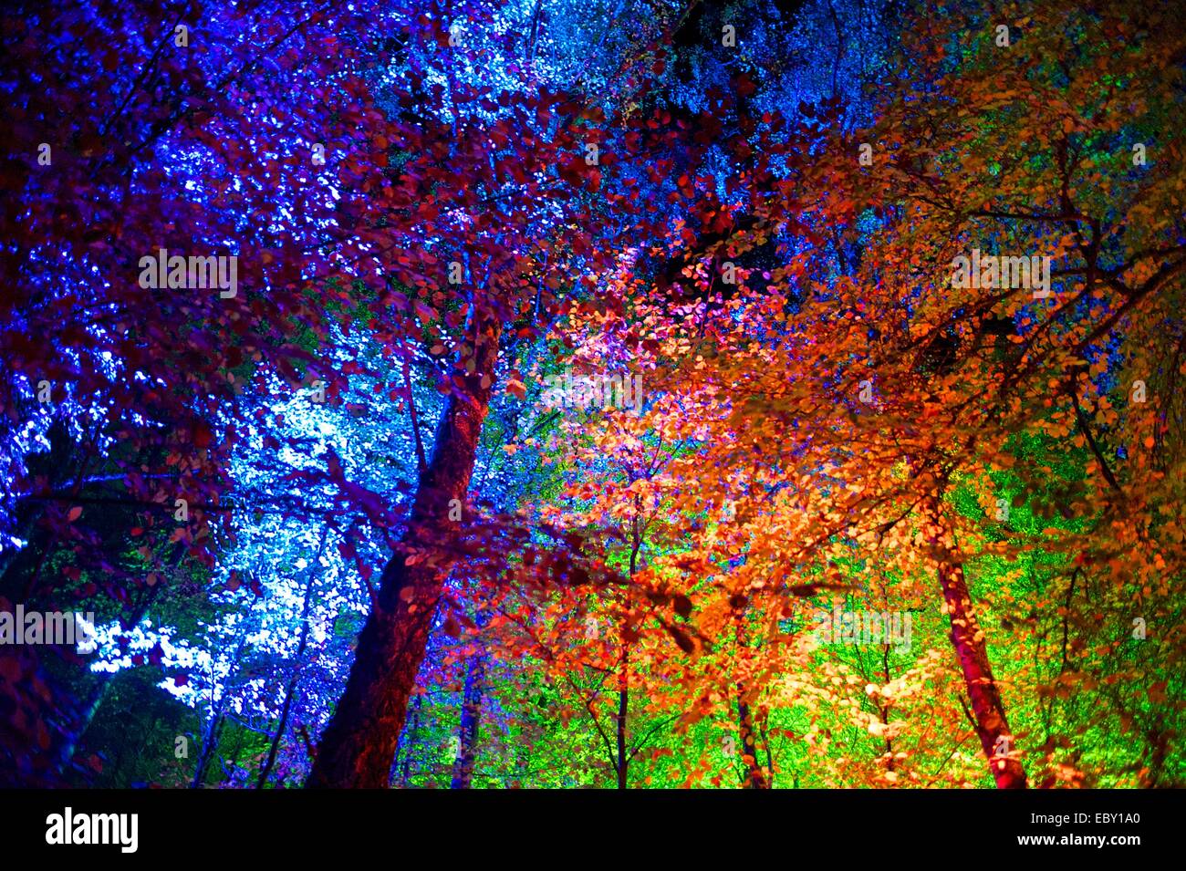 Leuchten die Bäume von der Enchanted Forest in Pitlochry, Scotland, UK Stockfoto