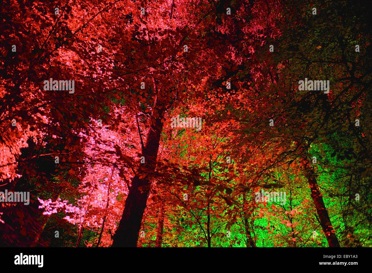 Leuchten die Bäume von der Enchanted Forest in Pitlochry, Scotland, UK Stockfoto