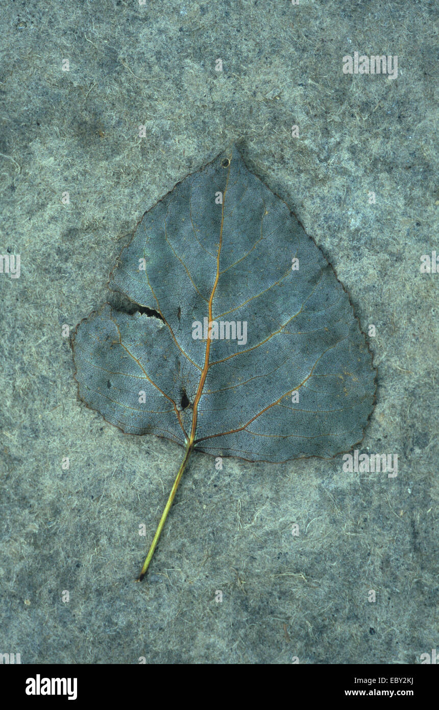 Getrocknete Blätter Grau-Grün Schwarz-Pappel oder Populus nigra liegen auf grobe helleren grauen Hintergrund Stockfoto