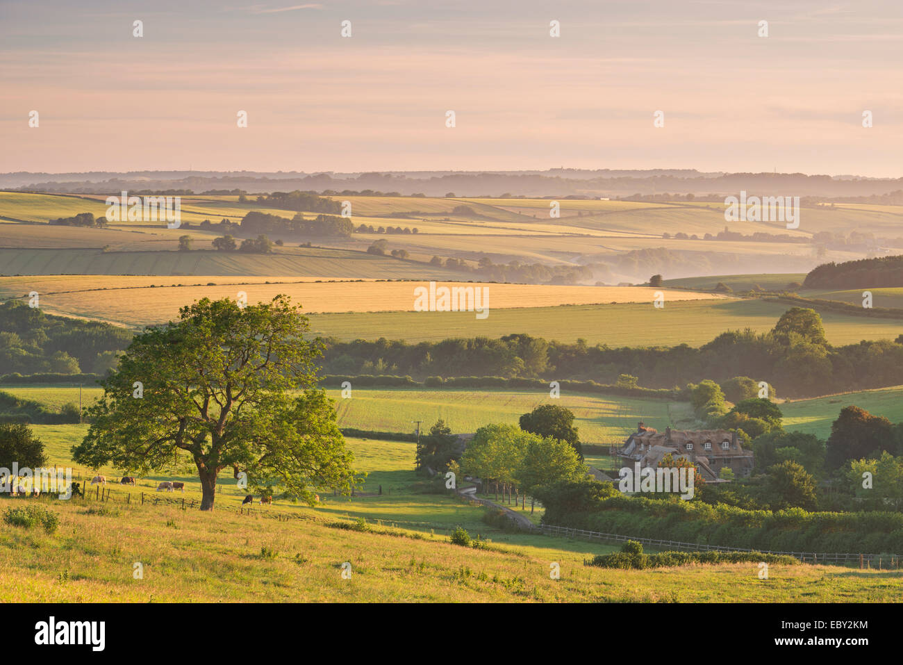 Sanfte Landschaft und strohgedeckte Hütte in der Nähe von Frome, Somerset, England. (Juni) im Sommer 2014. Stockfoto