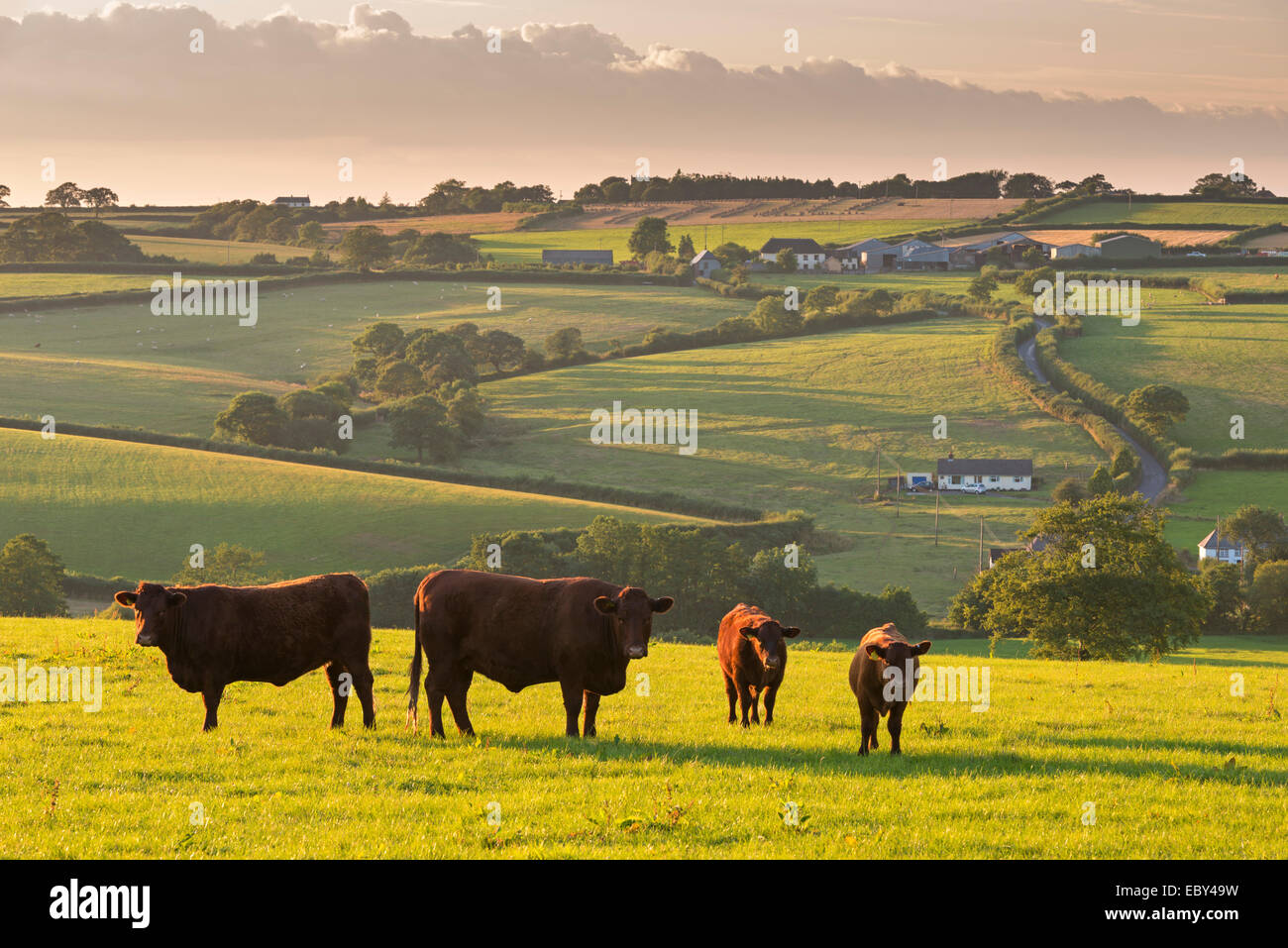 North Devon Red Ruby Rinder Herde Weiden in die hügelige Landschaft, Black Dog, Devon, England. (Juli) im Sommer 2014. Stockfoto
