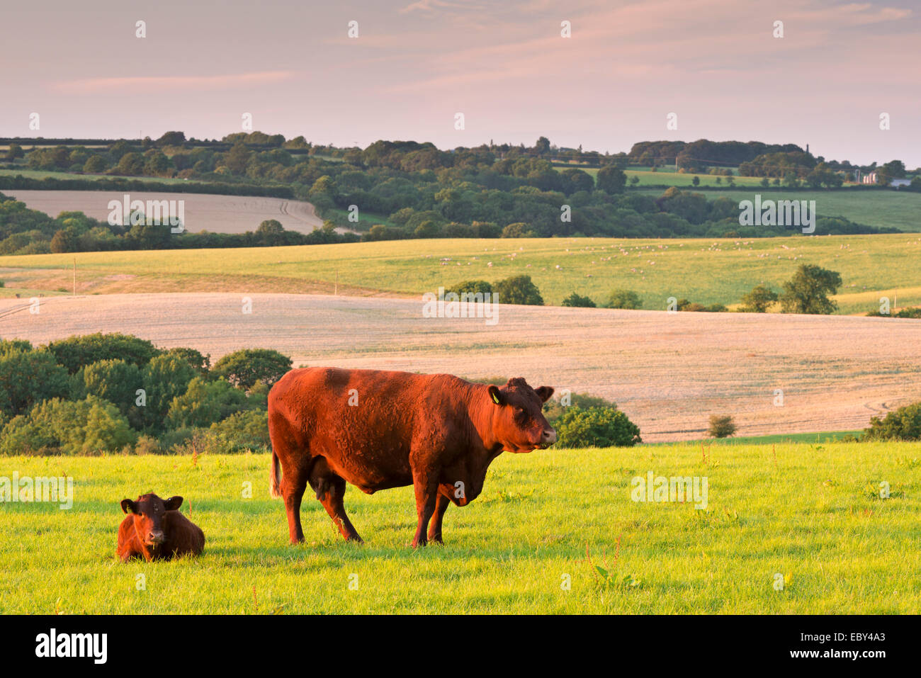 North Devon Red Ruby Vieh in die hügelige Landschaft, Black Dog, Devon, England. (Juli) im Sommer 2014. Stockfoto
