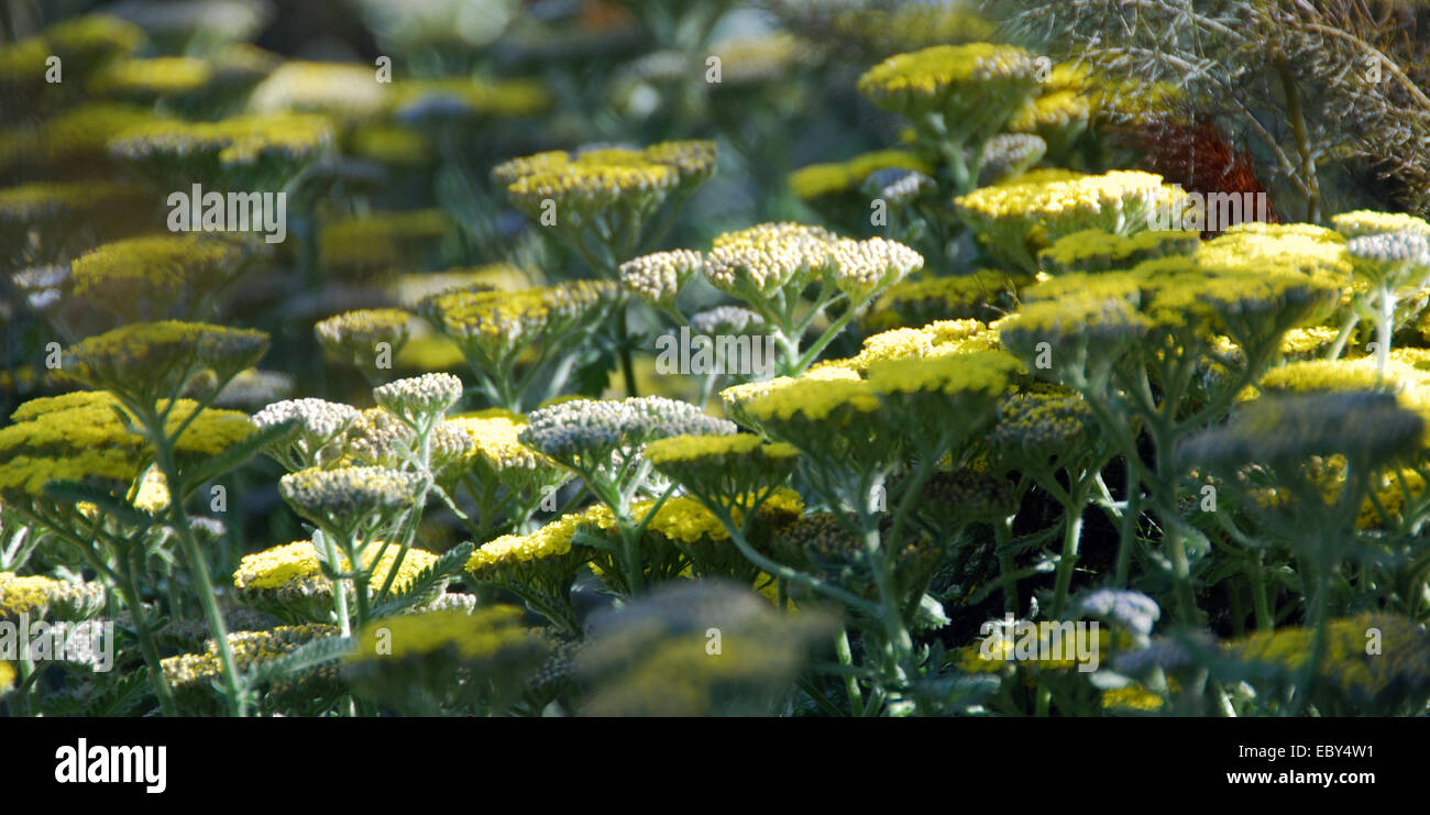 Schafgarbe: Achillea 'Moonshine' Stockfoto