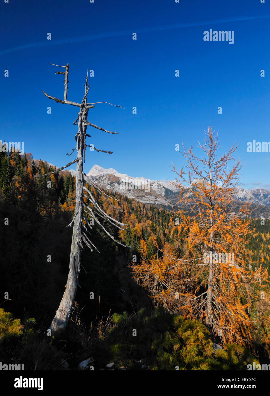 Alpen in Slowenien im Triglav-Nationalpark. Triglav Gipfel auf der Rückseite. Stockfoto