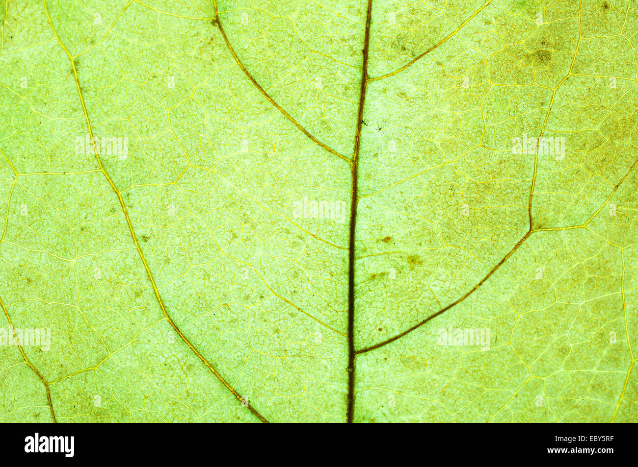 Makro eines Blattes Lime-grün Stockfoto