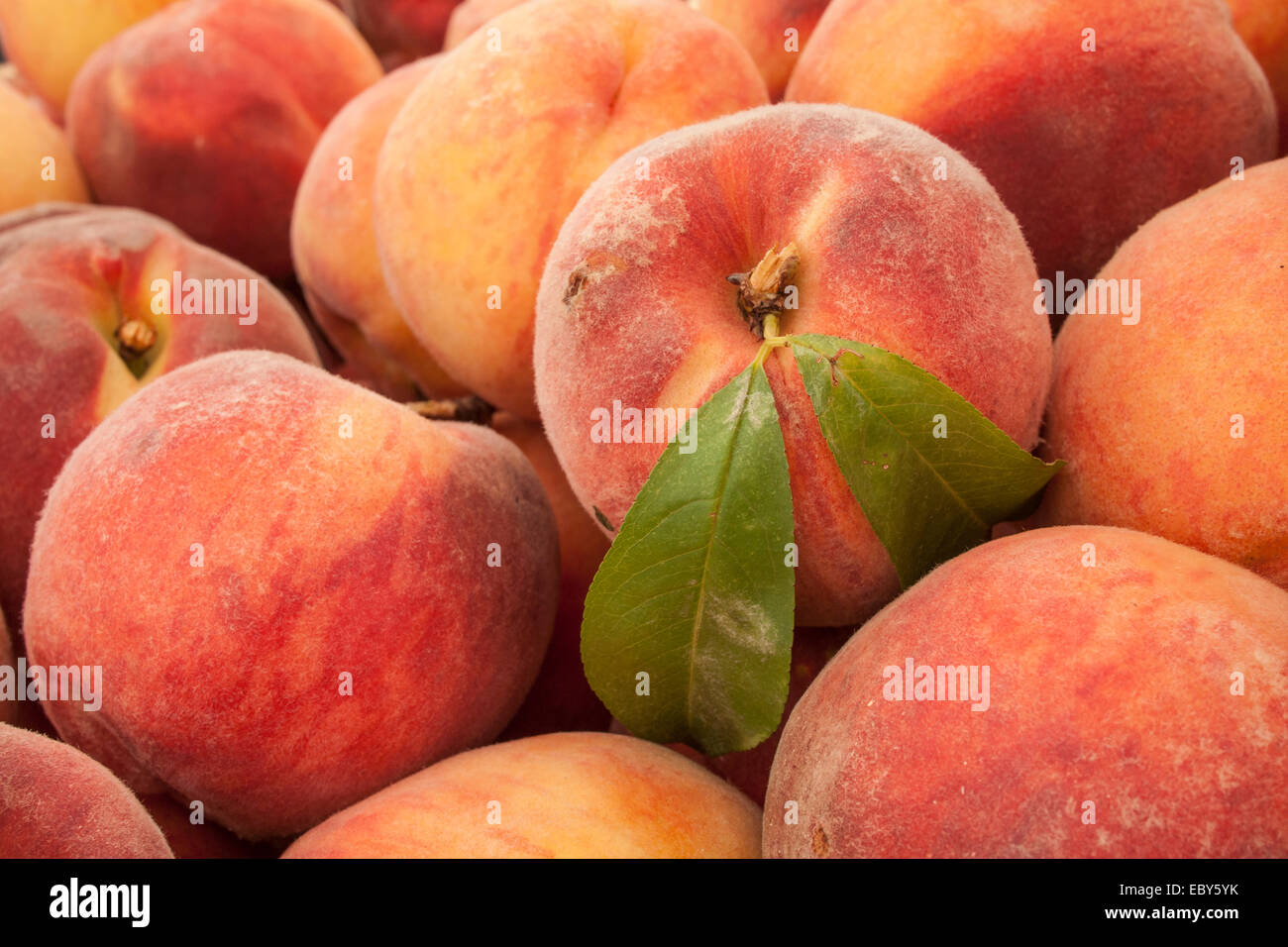 Pfirsiche in einen Bauernmarkt zu verkaufen. Stockfoto