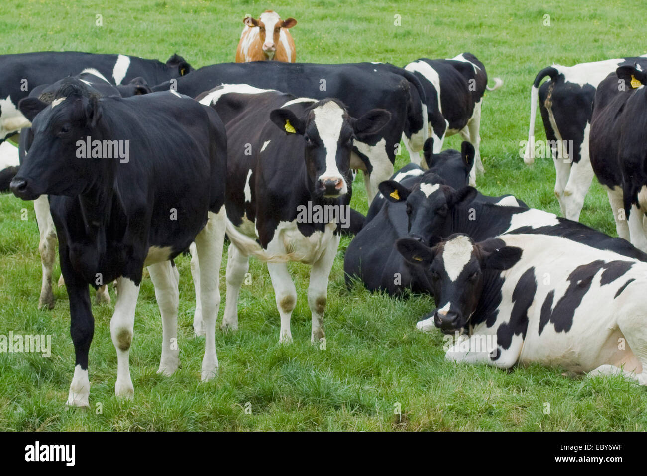 Braunen und weißen Kuh hinter eine Herde Kühe schwarz / weiß Stockfoto