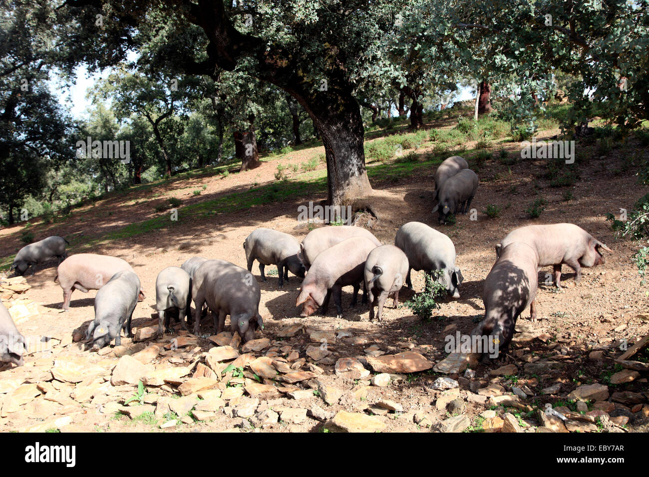 Iberische Freilandhaltung Schweine Futter für Eicheln in Steineiche Waldwiese in Sierra de Aracena. Stockfoto