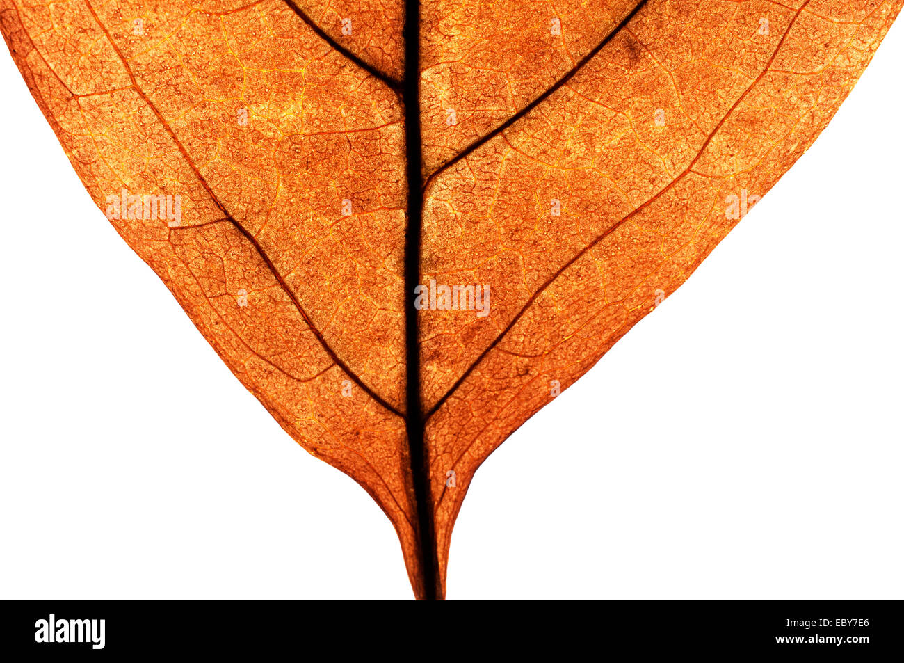 Makroaufnahme einer bunten herbstlichen Blatt isoliert auf weiß Stockfoto