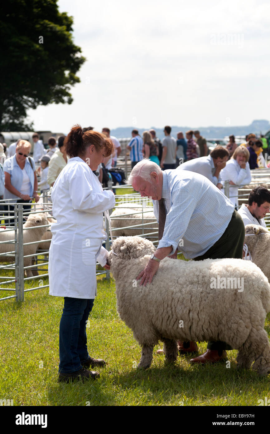 UK, Honley, Agricultural show 2013. Schafe, beurteilt. Stockfoto