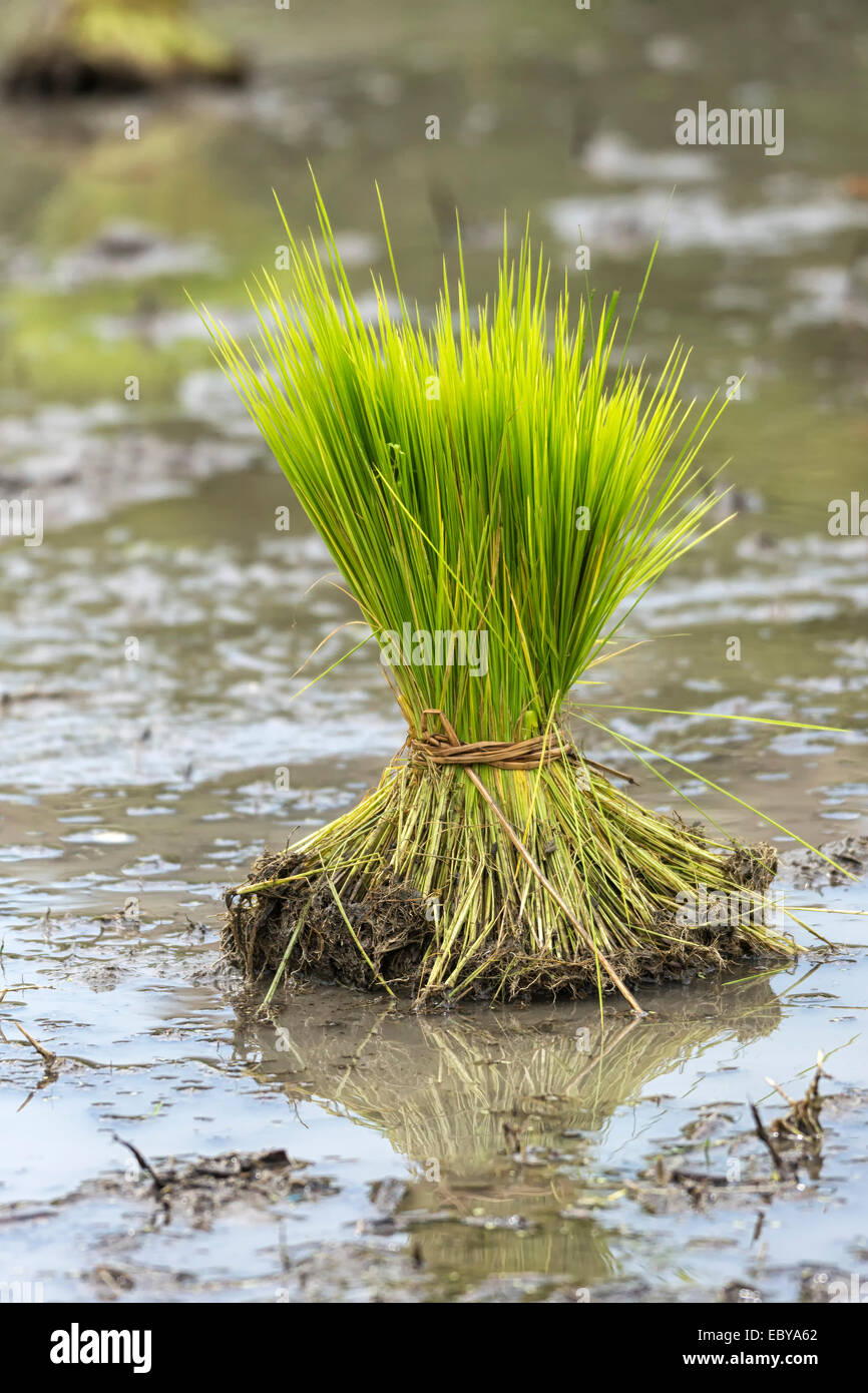 Bündeln Sie frisch gepflückte junge Reispflanzen, gepflanzt werden. Stockfoto