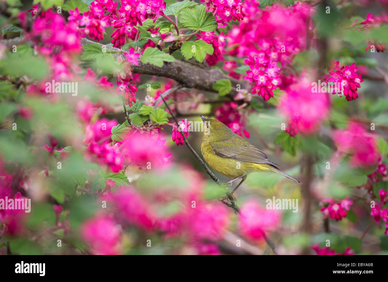 Rufous Kolibri und rot blühende Johannisbeere, Stockfoto