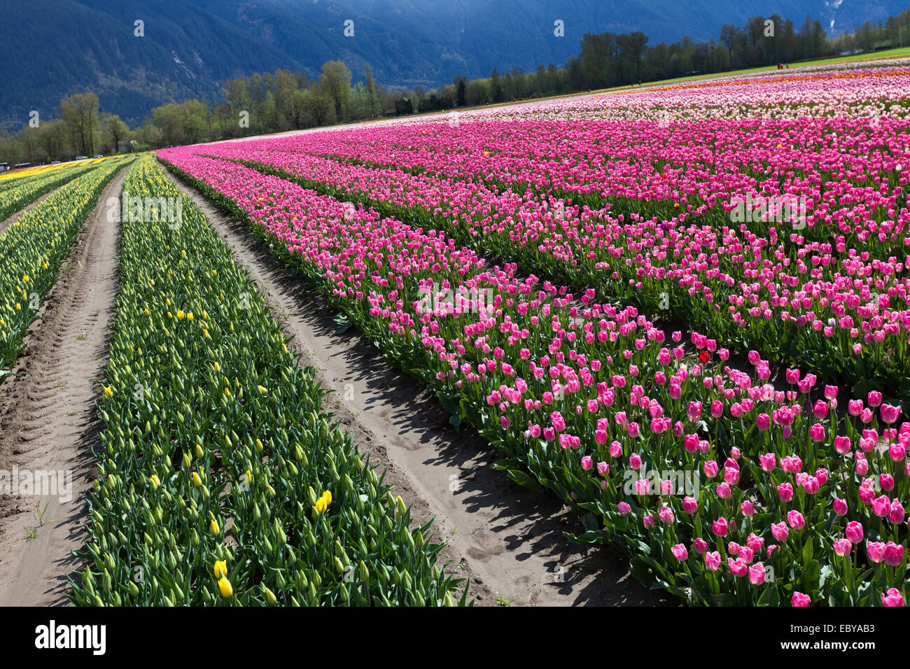 Frühlingslandschaft, Tulpe Blumenfeld in Agassiz BC Kanada Stockfoto