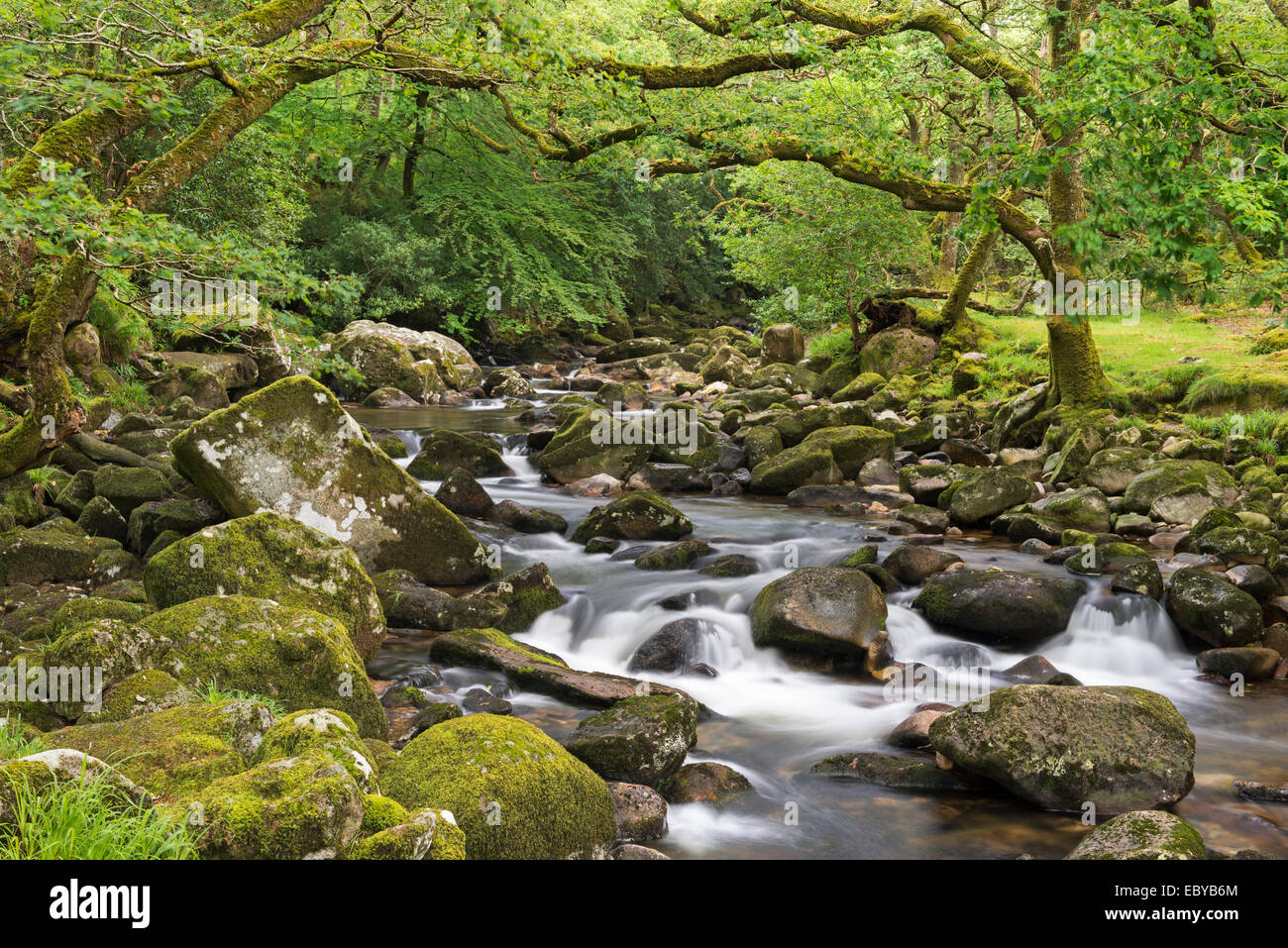 Rocky River Plym fließt durch Dewerstone Wood, Dartmoor, Devon, England. (Juni) im Sommer 2014. Stockfoto