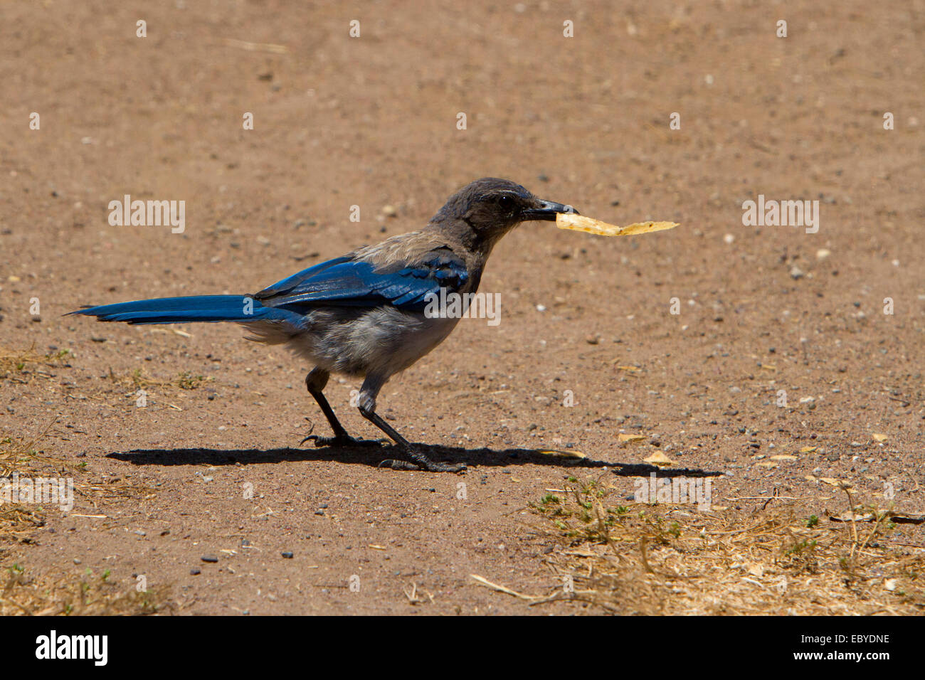 Western Peeling Jay (Aphelocoma Californica) Fütterung auf Boden im Park entlang Moonstone Beach Drive, Kalifornien USA im Juli Stockfoto