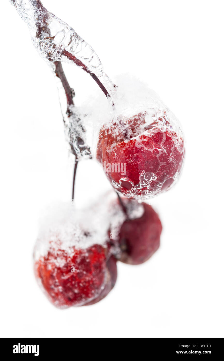 Rosenstrauss rot Holzäpfel gefroren und bedeckt mit Eis auf verschneiten Zweig im Winter isoliert auf weißem Hintergrund Stockfoto