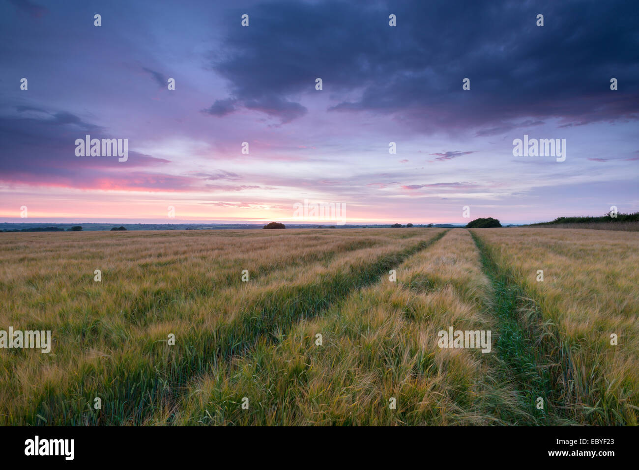 Gerstenfeld unter einem Sommer Sonnenuntergang, Devon, England. (Juli) im Sommer 2014. Stockfoto