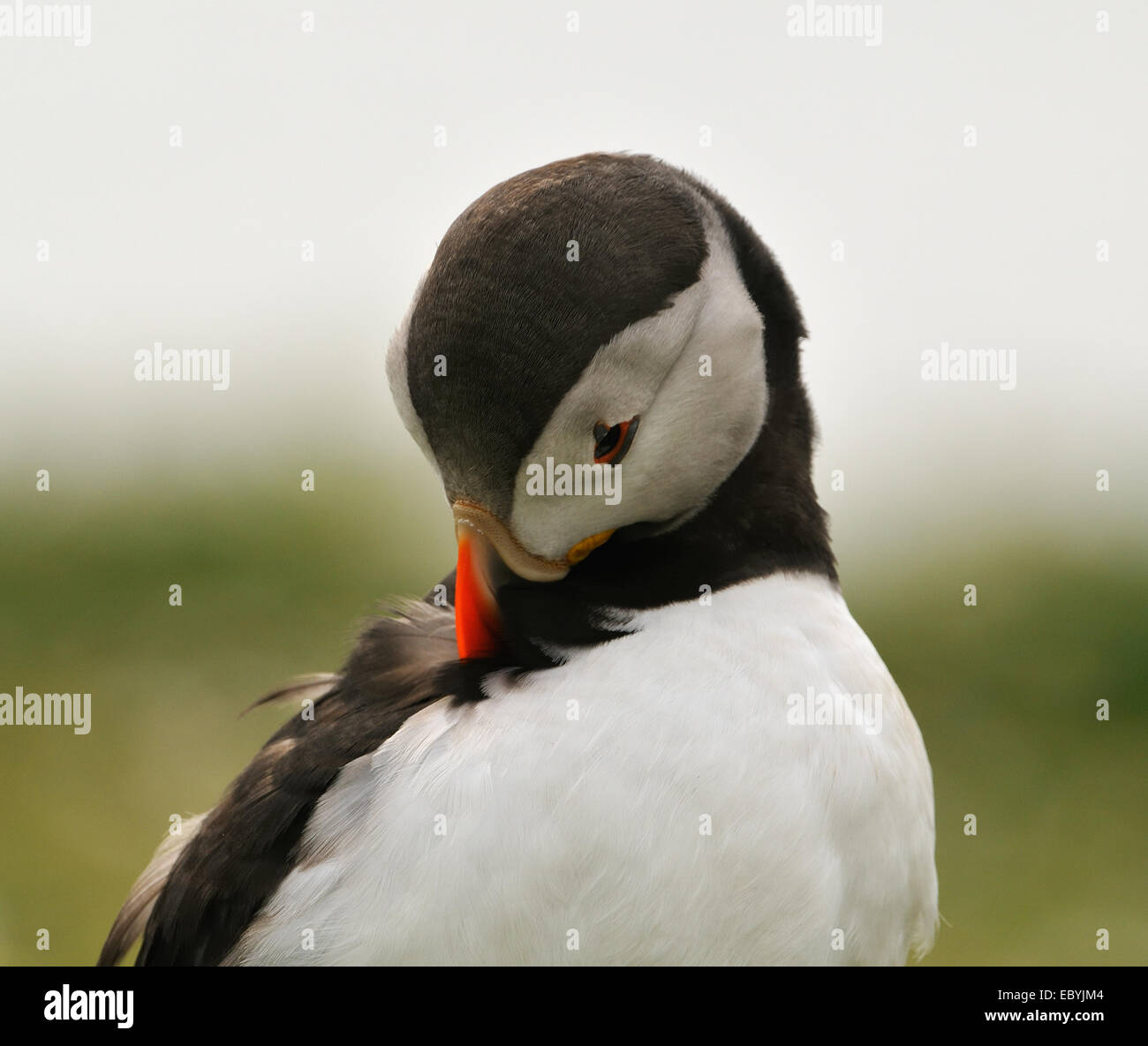 Papageitaucher zwischen Gräsern und kleinen Blumen auf den Klippen von Skomer Island im Südwesten der Halbinsel Marloes Stockfoto