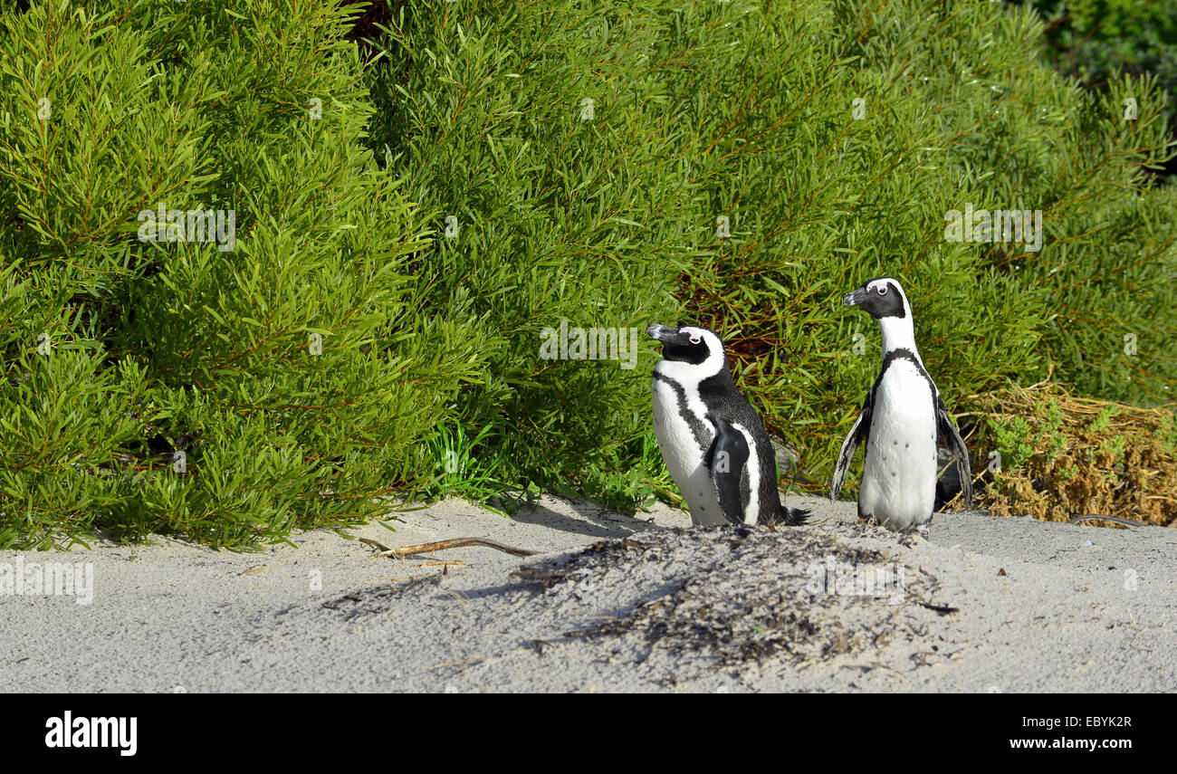 Afrikanische Pinguine (Spheniscus Demersus). Stockfoto