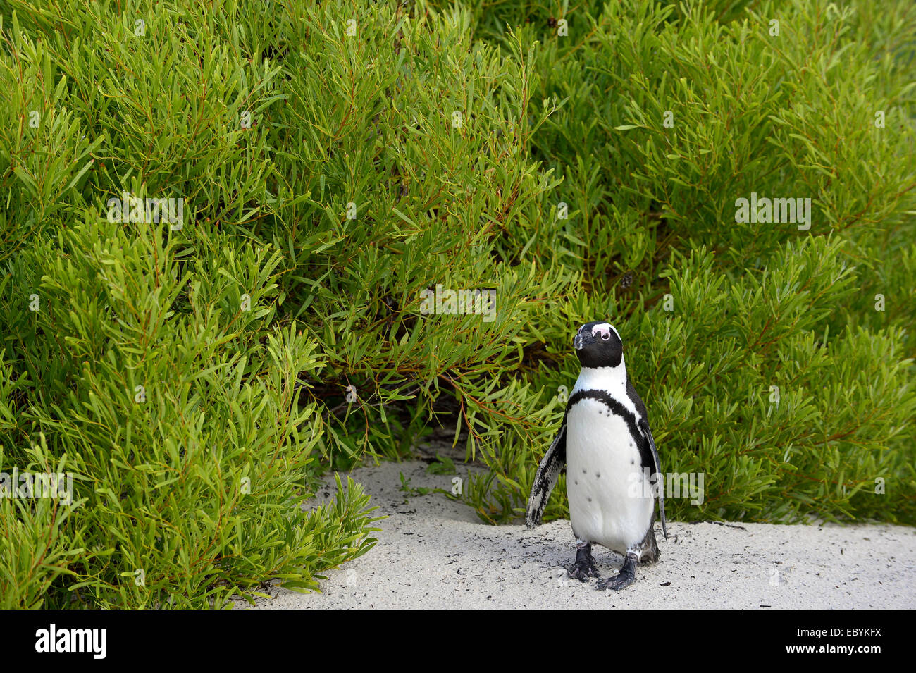 Afrikanische Pinguine (Spheniscus Demersus). Südafrika Stockfoto